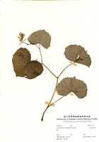 藏品(能高蟹甲草)的圖片